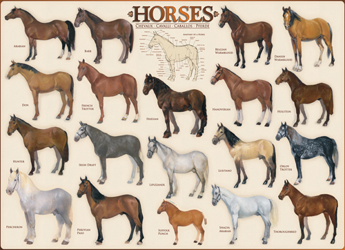 Puzzle Eurographics Cavalos de 1000 Peças