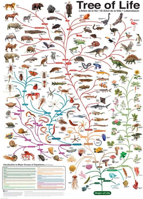 Puzzle Eurographics A Árvore da Vida de 1000 Peças