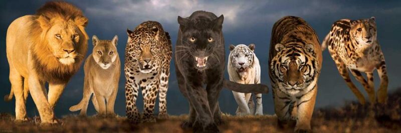 puzzle-eurographics-grandes-felinos-panoramico-de-1000-piezas-1-16704 Puzzle Eurographics Grandes Felinos 1000 Peças