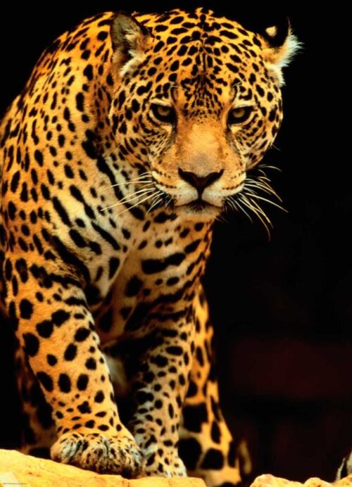 Puzzle Eurographics Leopardo 1000 Peças