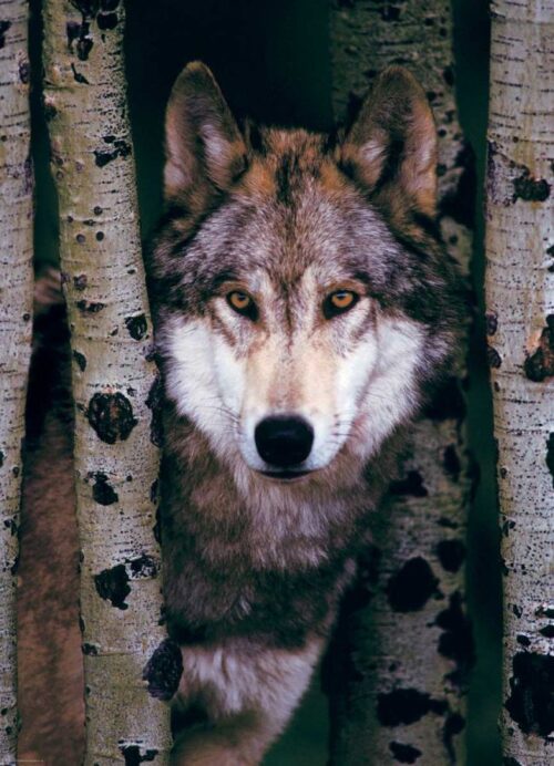 Puzzle Eurographics Lobo Cinzento 1000 Peças