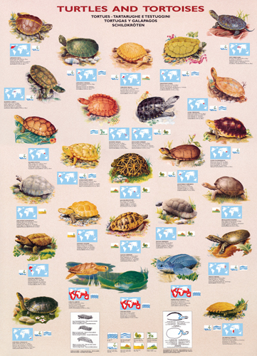 Puzzle Eurographics Tartarugas e tartarugas de 1000 peças